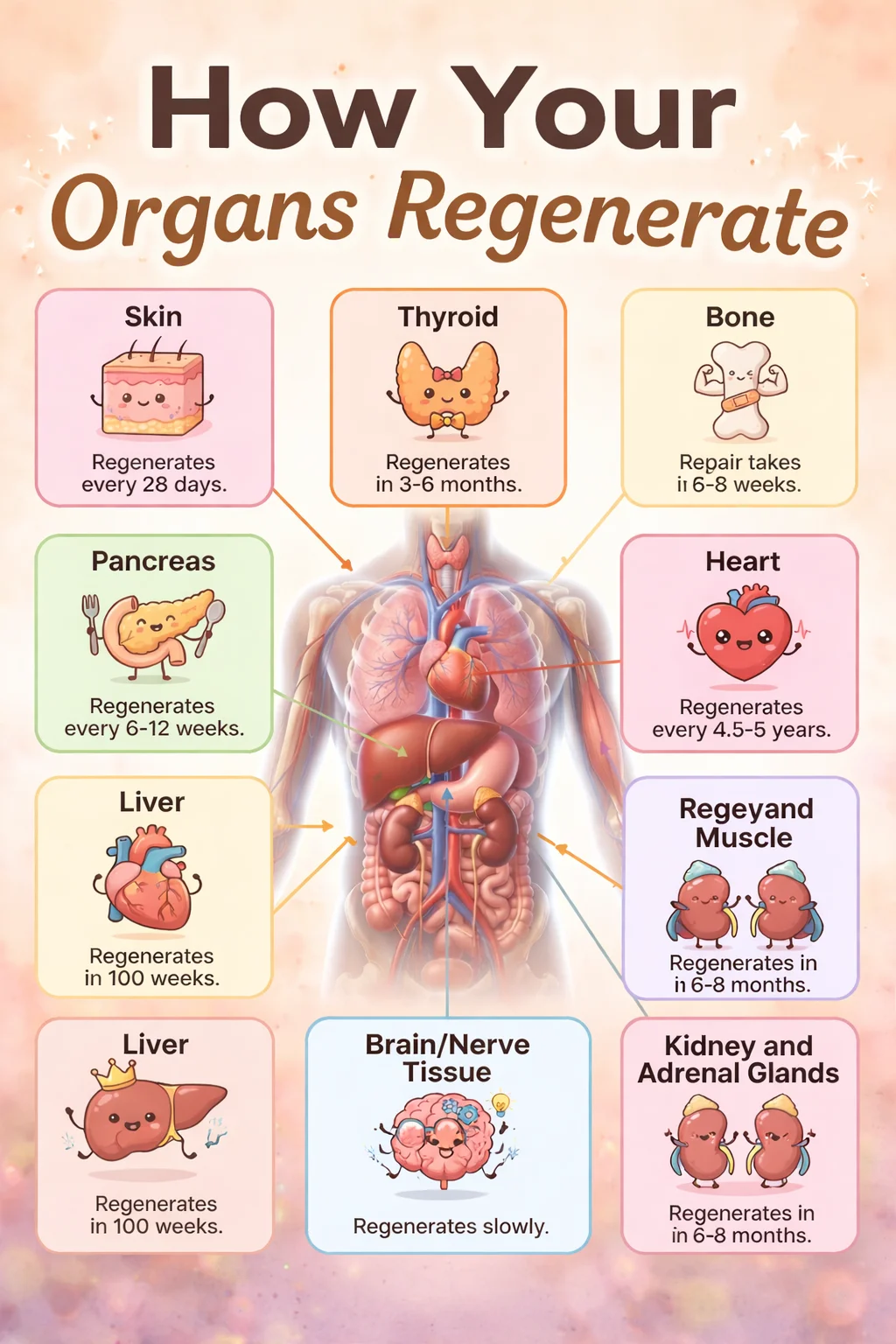 How Your Organs Regenerate: A Timeline